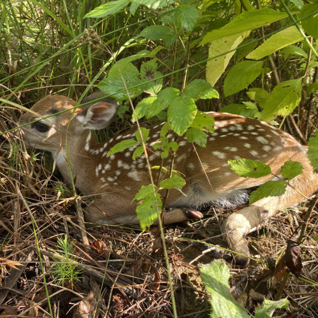 Whitetail Deer fawn