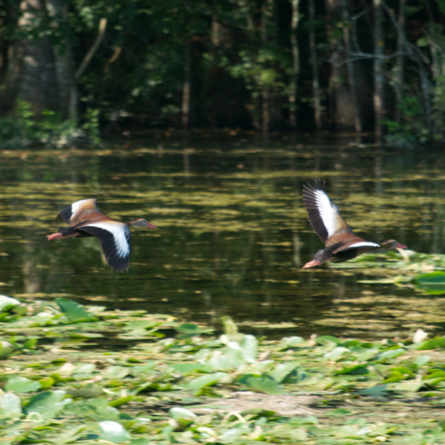 ducks